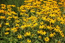 Orange Coneflower